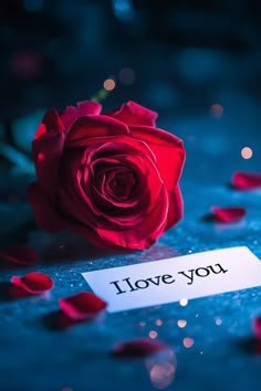 a red rose sitting on top of a table next to a sign that says i love you