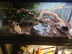 Ideas for natural snake habitats Bioactive Corn Snake Vivarium, Corn Snake Habitat, Bioactive Corn Snake Enclosure, Cornsnakes Habitat, Corn Snake Tank Ideas, Snake Tank Setup, Corn Snake Enclosure Ideas