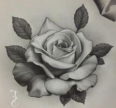 a drawing of a white rose with leaves on it's side and the petals still attached