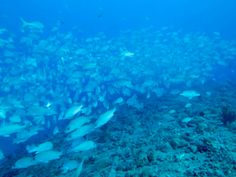 a large school of fish swimming in the ocean