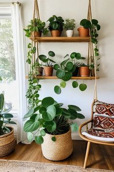 some plants that are on shelves in a room