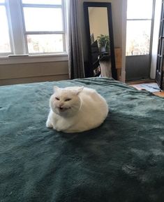 a white cat sitting on top of a bed in a bedroom next to two windows