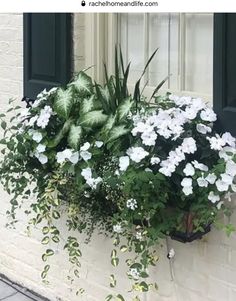 some white flowers and green leaves on a window sill in front of a brick building