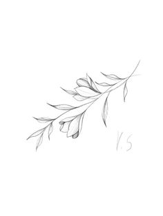 a black and white drawing of a branch with leaves on it's end, drawn in pencil