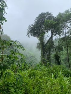 the trees are covered in thick vegetation on a foggy day