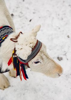 a close up of a goat in the snow wearing a scarf on it's head