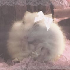 a fluffy white cat with a bow on it's head