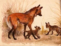 an adult and two baby foxes walking in the grass