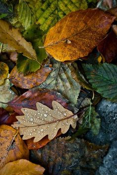 autumn leaves with drops of water on them