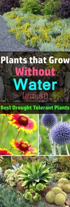 plants that grow without water are the best way to keep them from getting too hot