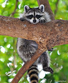 a raccoon is sitting on a tree branch