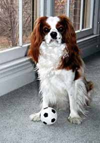 a brown and white dog sitting next to a window with a soccer ball in front of it