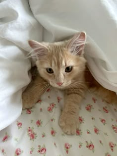 an orange cat is hiding under the covers