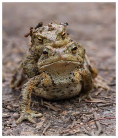 a close up of a frog on the ground