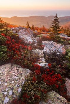 an instagramted photo of flowers and rocks in the mountains