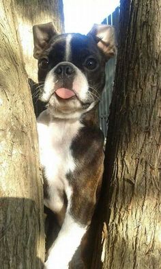 a small brown and white dog sticking its tongue out from between two large tree trunks