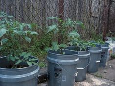 several buckets with plants growing out of them