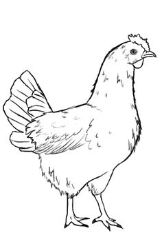 a black and white drawing of a chicken