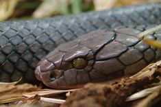 a close up view of a snake's head on the ground with leaves around it