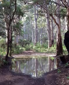 a small pond in the middle of a forest filled with lots of trees and water