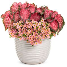 a white vase filled with pink flowers and green leaves