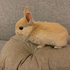 a small rabbit sitting on top of a couch