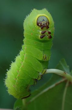 a green caterpillar is sitting on a leaf