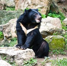 a black bear is sitting on some rocks