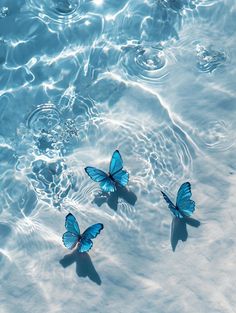 three blue butterflies floating on top of water