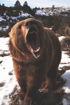 a brown bear with its mouth open in the snow