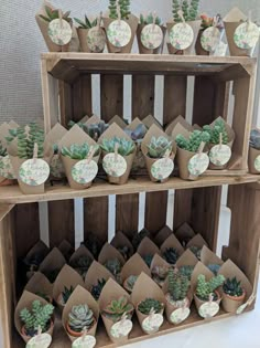 there are many succulents on display in the wooden shelves with paper tags