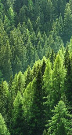 a forest filled with lots of tall green trees