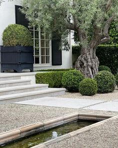 an olive tree in front of a house with steps leading up to it and a water feature