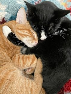 two cats cuddle together on a colorful blanket, one is black and the other is orange