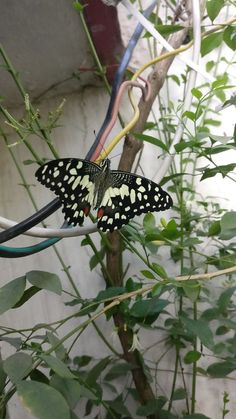 a butterfly sitting on top of a plant next to a power line with wires running through it