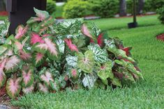 green and pink plants in the grass