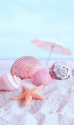 shells and starfish on the beach with text that reads bundle 2 or more items and save 20 %