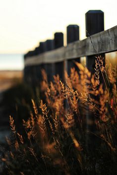 tall grass next to a wooden fence near the ocean