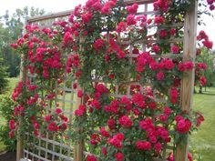 a bush with red flowers in front of a house