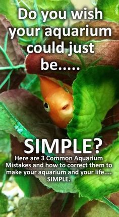 an image of a plant with the words do you wish your aquarium could just be simple?