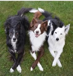 three dogs are sitting in the grass and one is looking at the camera while the other looks up