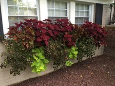 red and green plants are growing on the side of a brick wall in front of a house