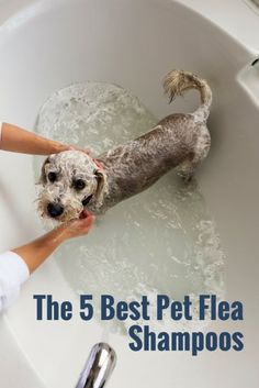 the 5 best pet flea shampoos for dogs and cats in their bathtub