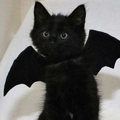 a small black kitten sitting on top of a white sheet with a bat shaped body