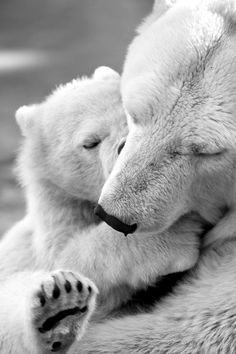 two polar bears cuddle together on the ground