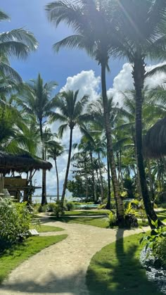 a pathway between palm trees and the ocean