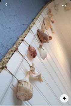 several seashells are hanging on the wall