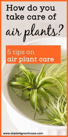 an air plant in a bowl with the words how do you take care of air plants?