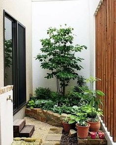 an outdoor garden with plants and trees in it