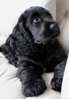 a black dog sitting on top of a white couch